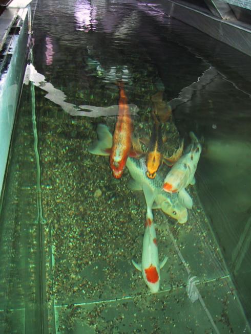 [Niina's koiquarium in 2004]